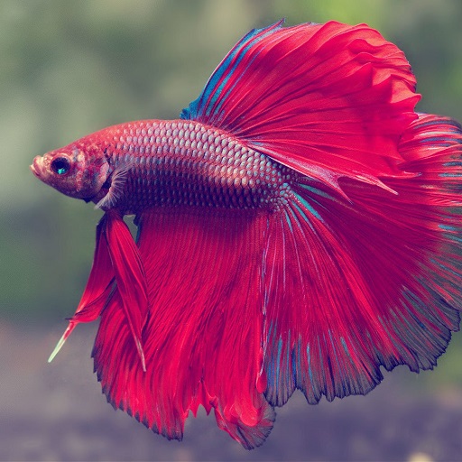 Betta Fish Wallpaper HD logo