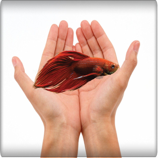 betta fish care-ultimate guide logo