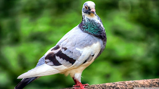 Android application Pigeon Wallpaper HD screenshort