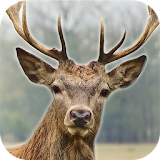 Deer Hunting Sniper Shooter 3D icon