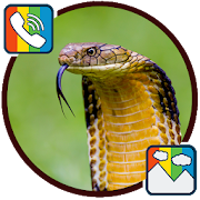 Top 40 Music & Audio Apps Like Snake - RINGTONES and WALLPAPERS - Best Alternatives