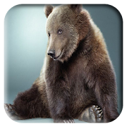 Bear Wallpapers 1.3 Icon