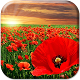 Red Poppy Live Wallpaper icon