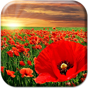 Red Poppy Live Wallpaper