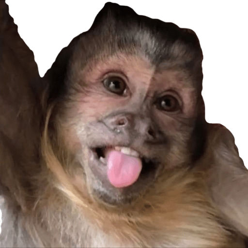 Monkey Stickers WAStickerApps  Icon