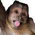 Monkey Stickers WAStickerApps