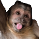 Monkey Stickers WAStickerApps