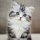 Kitten Wallpaper & Cat Images Scarica su Windows
