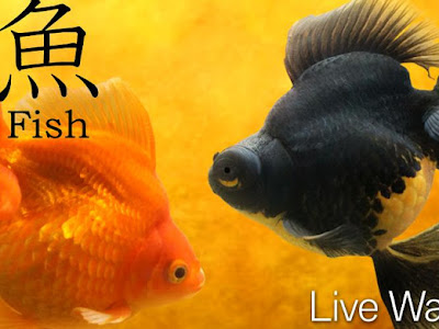 【ベストコレクション】 スマホ 壁紙 金魚 187349-無料 スマホ 壁紙 金魚