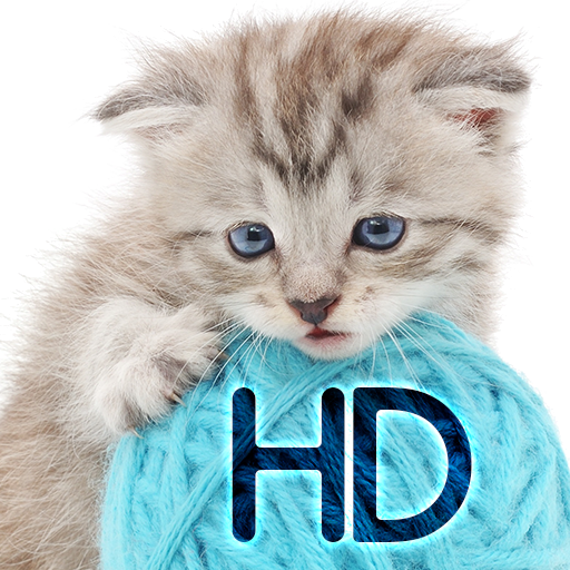Cats wallpapers for phone 3.0.0 Icon