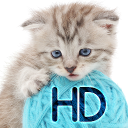 Icon image Cats wallpapers for phone