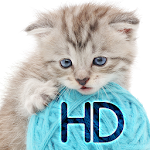 Wallpapers with cats Apk