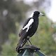 Magpie Hunting Calls विंडोज़ पर डाउनलोड करें