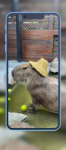 Capybara Wallpapers 2023 HD 4k