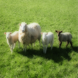 Sheep - Farm Sound Effects icon