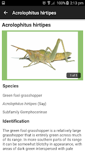 Grasshoppers of the Western US Screenshot