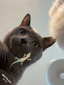 Приложения В Google Play – CAT ALONE - Cat Toy