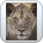 Cover Image of Download Lions pictures  APK