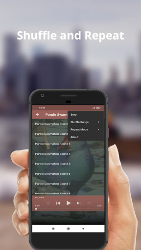 Purple Swamphen Sound