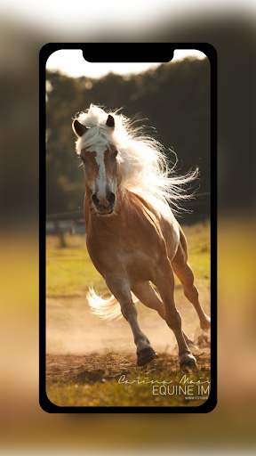 Download Running Horse Wallpaper Free for Android - Running Horse Wallpaper  APK Download 