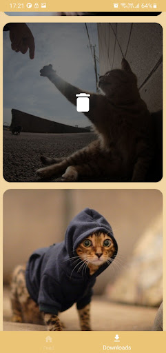 Cats Feed Screen 2
