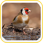 Cover Image of Download European Goldfinch Wallpapers 2.1 APK