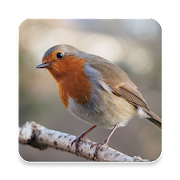 Robin Bird Sound Collections ~ Sclip.app