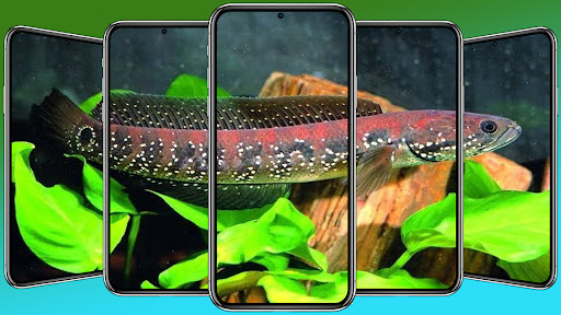 Android application Channa Fish Wallpaper HD screenshort