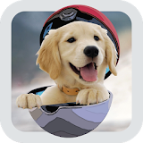 Pocket Puppy Dogs GO icon