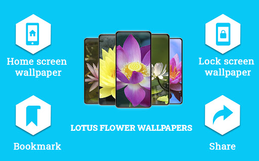Lotus Flower Wallpapers