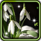 Flowers and Snow icon