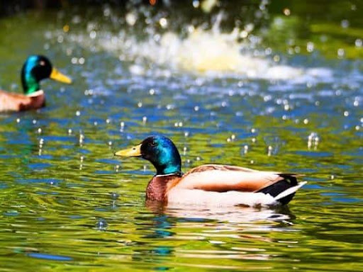Mallard Duck Pictures