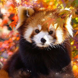 Icon image Red Panda Wallpapers