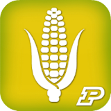 Corn Field Scout icon