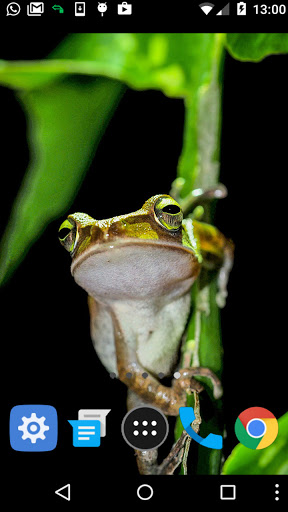 tree frog wallpaper Screen 2