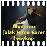 Masteran Jalak Suren Gacor icon