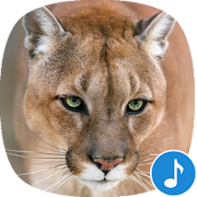 Appp.io - Cougar and Mountain Lion Sounds