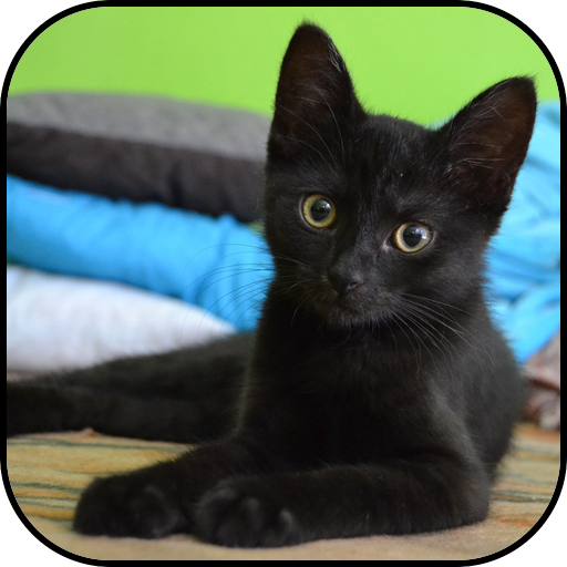 黒猫の壁紙と背景 Google Play のアプリ