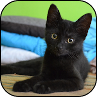 黒猫壁紙のおすすめアプリ Android Applion