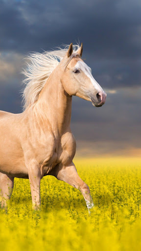 Horse Wallpapers- 4k Screen 3