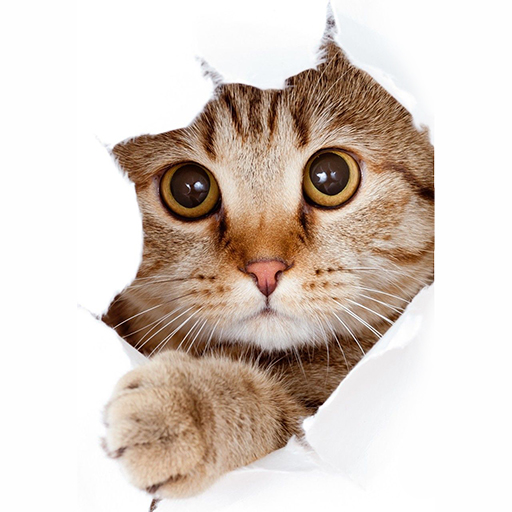 Cute Cats wallpapers HD+ logo