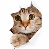 Cute Cats wallpapers HD+ icon