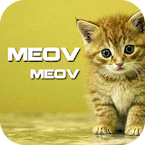 Cat Sound Ringtones Meowwe icon