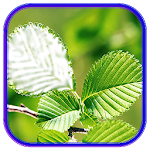 Cover Image of Download Leaf Photo Frames, Effects 1.7 APK