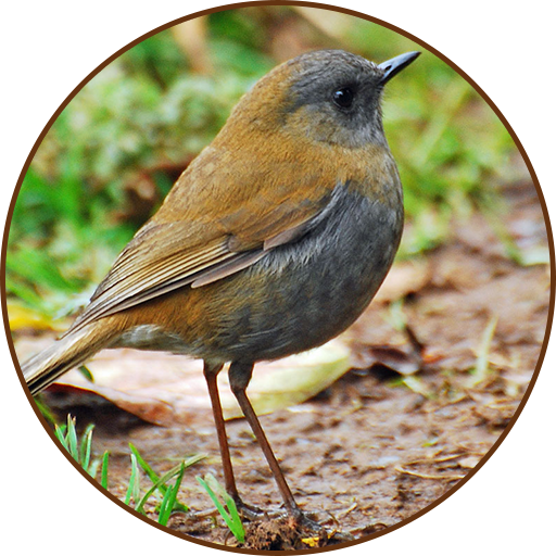Nightingale Bird Sound Rington Windows에서 다운로드