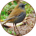 Cover Image of 下载 Nightingale Bird Sound Ringtones 2.5 APK