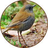 Nightingale Bird Sound Ringtones icon