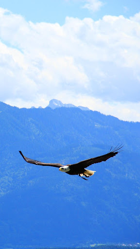 Android application birds of prey wallpaper screenshort