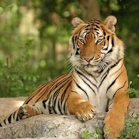 Tiger Hd Wallpapers