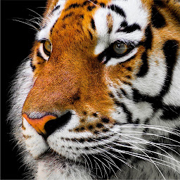 Icon image Tiger Wallpaper 4K